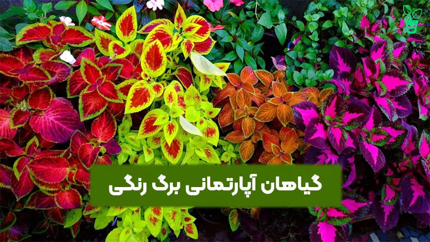 گیاهان آپارتمانی برگ_رنگی گیاهان آپارتمانی برگرنگی