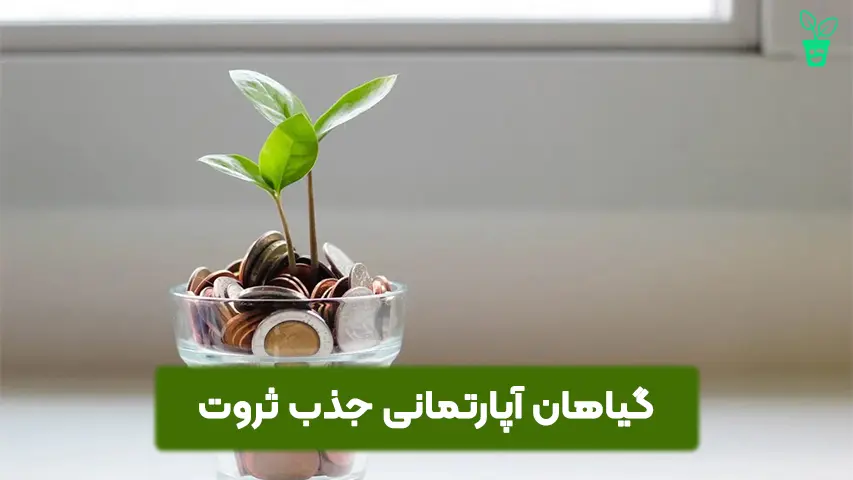 گیاهان آپارتمانی جذب ثروت و رونق مالی گیاهاهن آپارتمانی برای جذب ثروت