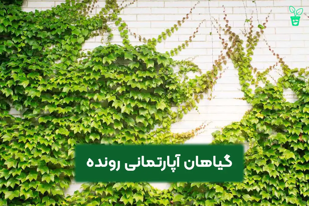 گیاهان آپارتمانی رونده گیاهان آپارتمانی رونده