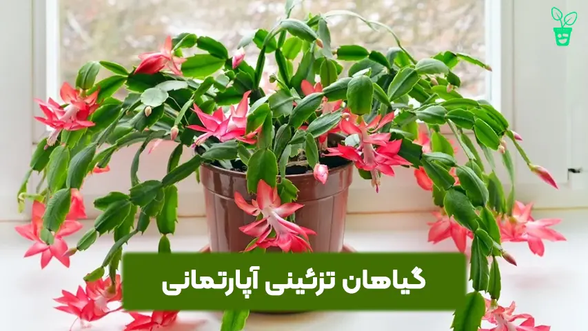 گیاهان تزئینی آپارتمانی گیاهان تزئینی آپارتمانی