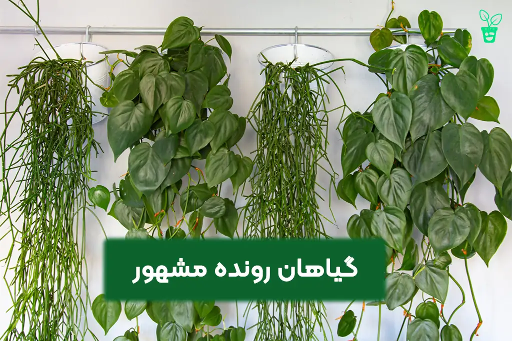 گیاهان رونده مشهور گیاهان رونده مشهور