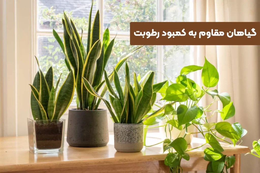گیاهان مقاوم به کمبود رطوبت گیاهان مقاوم به کمبود رطوبت