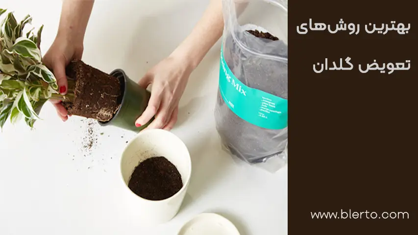بهترین روش تعویض گیدان بهترین روش تعویض گلدان
