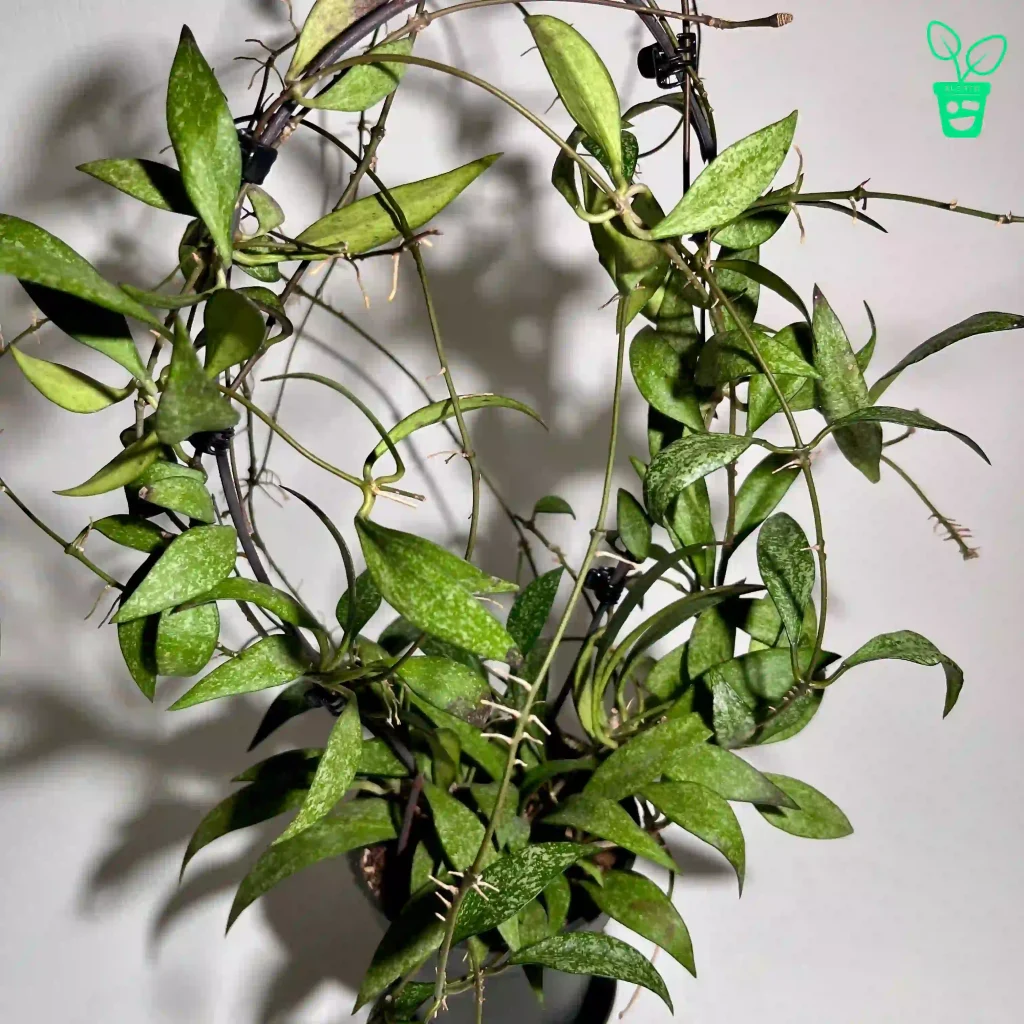 هویا پارویفلورا