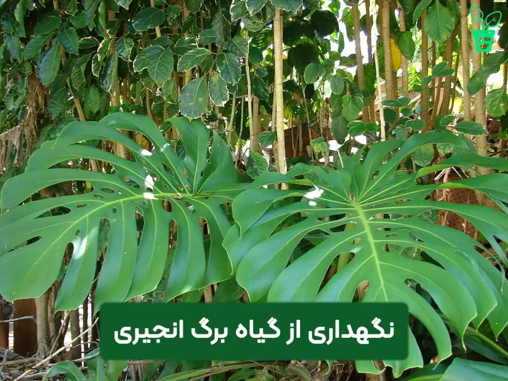monstera برگ انجیری