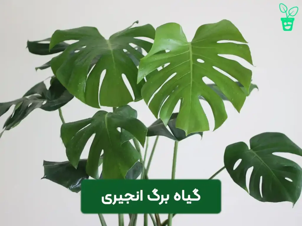 monstra1 برگ انجیری