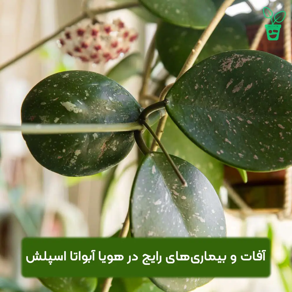 آفات و بیماری_های رایج در هویا آبواتا اسپلش آفات و بیماریهای رایج در هویا آبواتا اسپلش