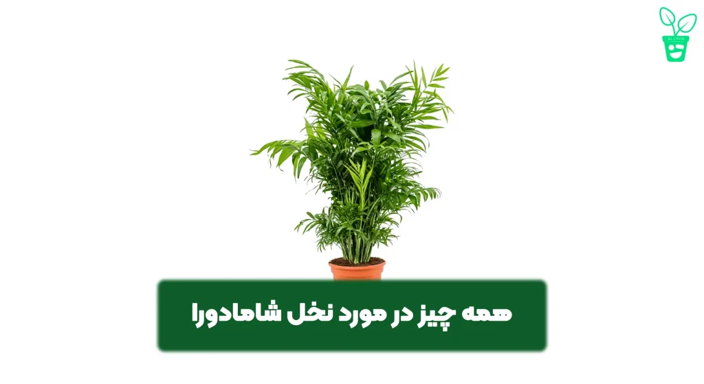 شامادورا نخل شامادورا