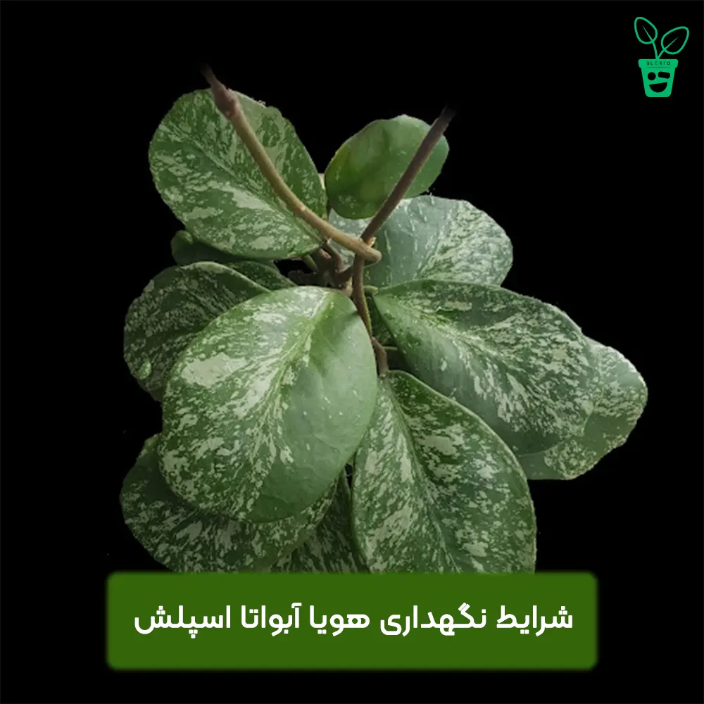 شرایط نگهداری هویا آبواتا اسپلش شرایط نگهداری هویا آبواتا اسپلش