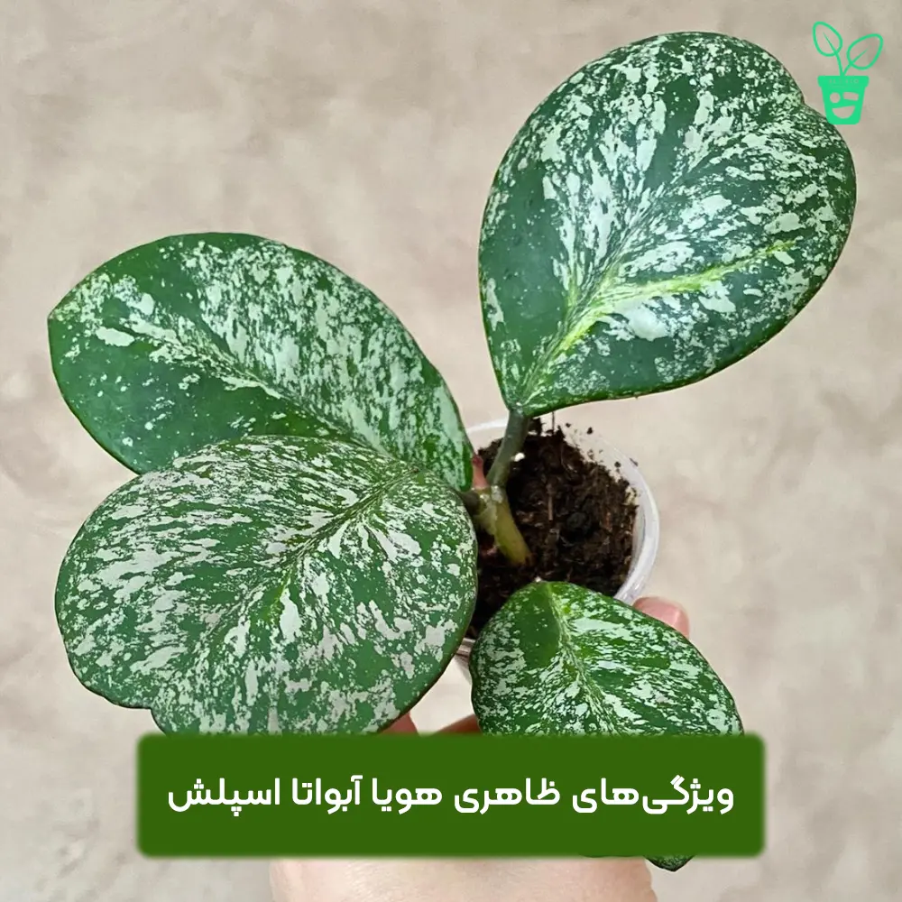طسط هویا اسپلش