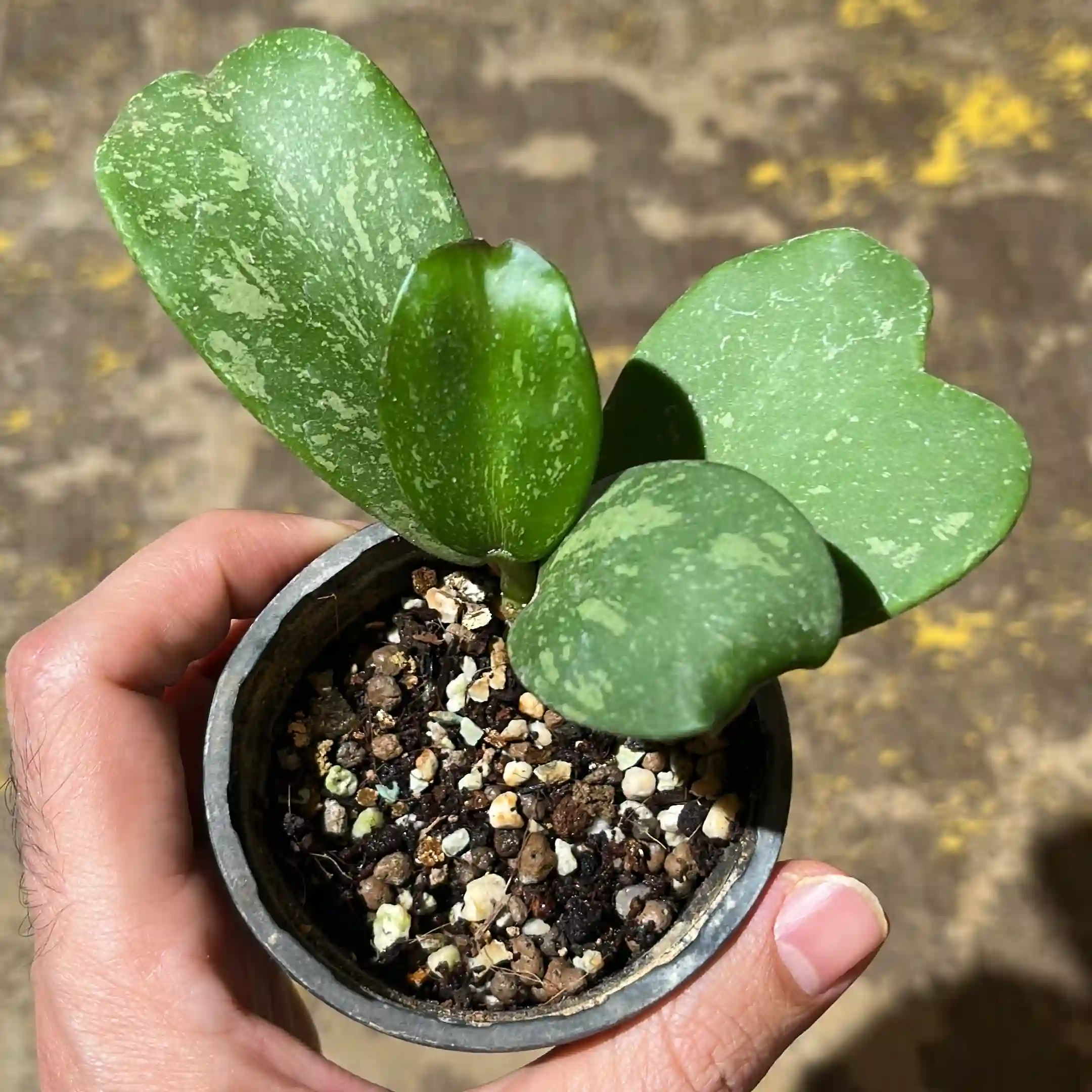 هویا کری اسپلش 1 هویا کری اسپلش