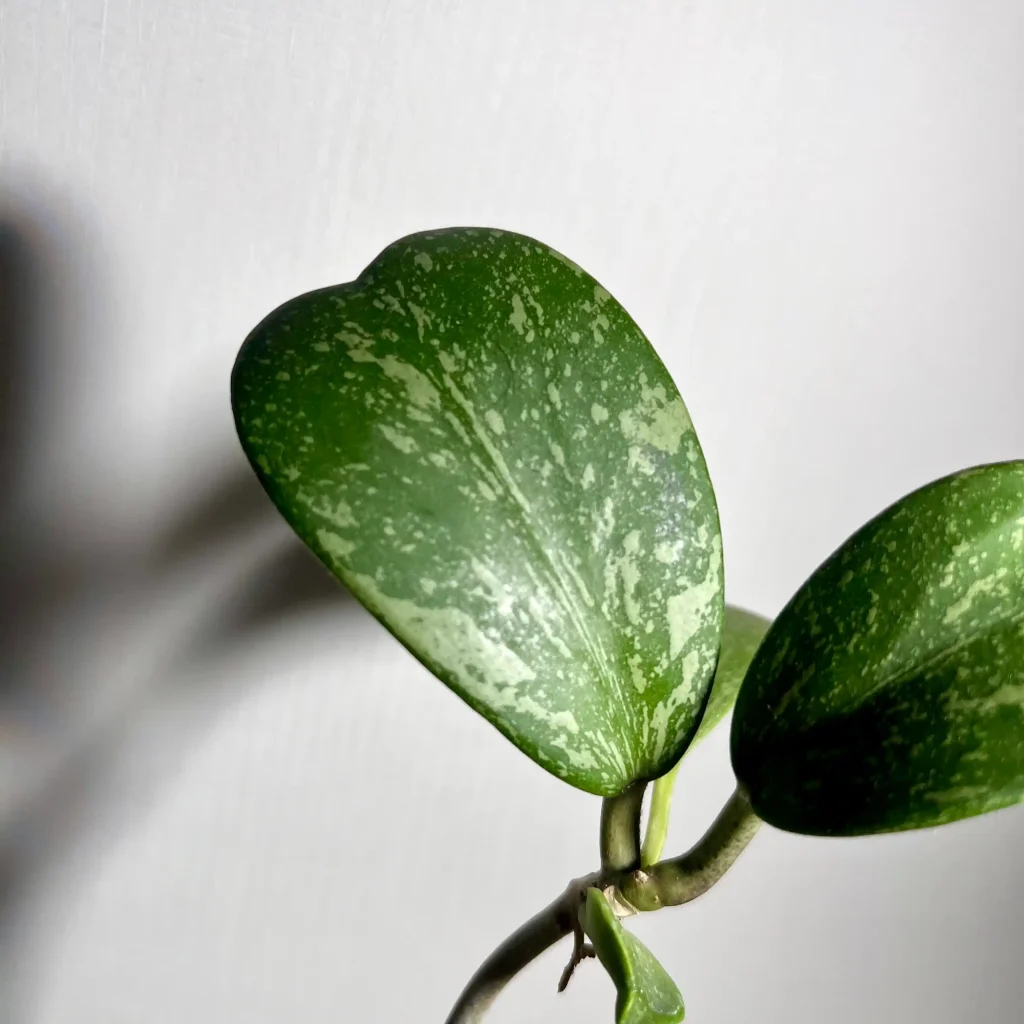 هویا کری اسپلش