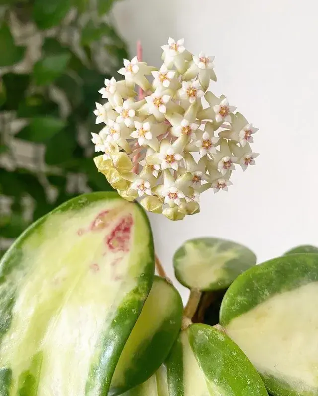 hoya-acuta-albo-marginata