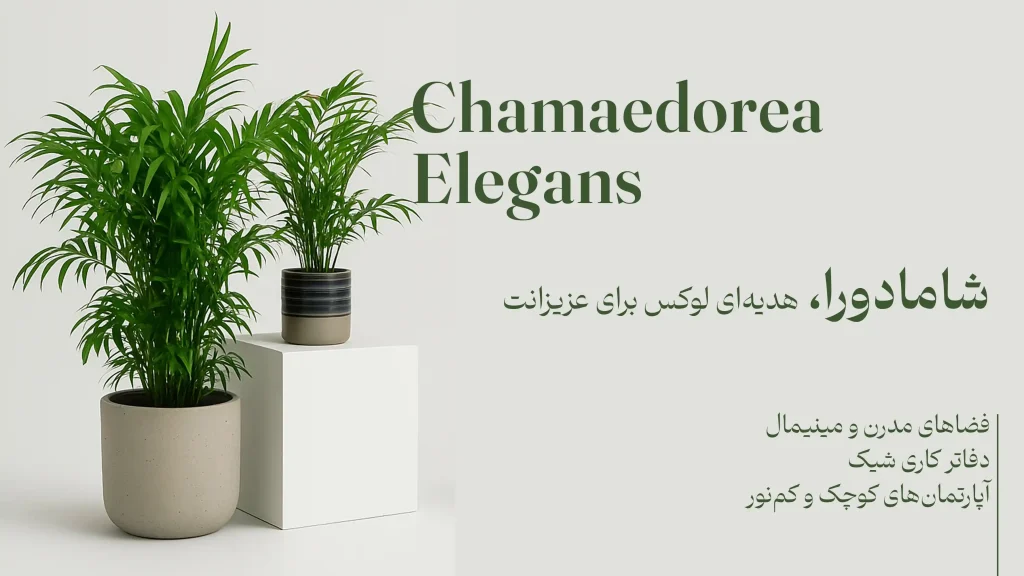 شامادورا هدیه ای لوکس شامادورا