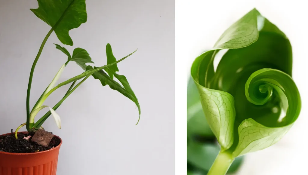 1dcd41a1a2c632e3b7445ea16a5ac2d9 plant leaves do not open