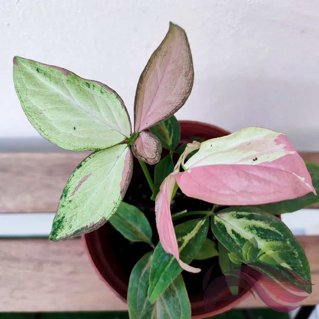 7a80d283-b190-437f-b3a2-9ad893225783 syngonium pink salmon