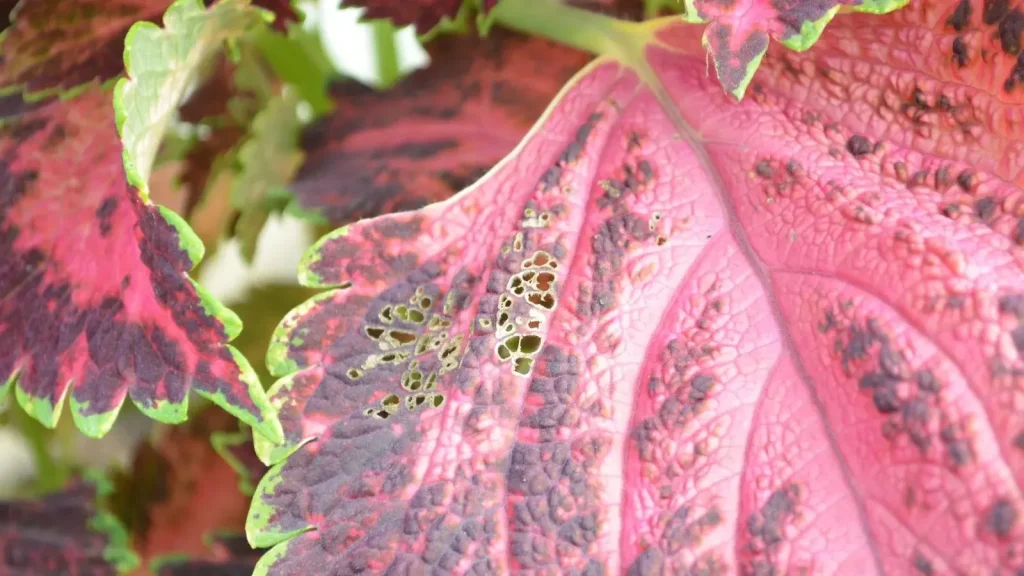 A-close-up-shot-of-red-colored-leaves-with-small-holes علت سوراخ شدن برگ گیاهان