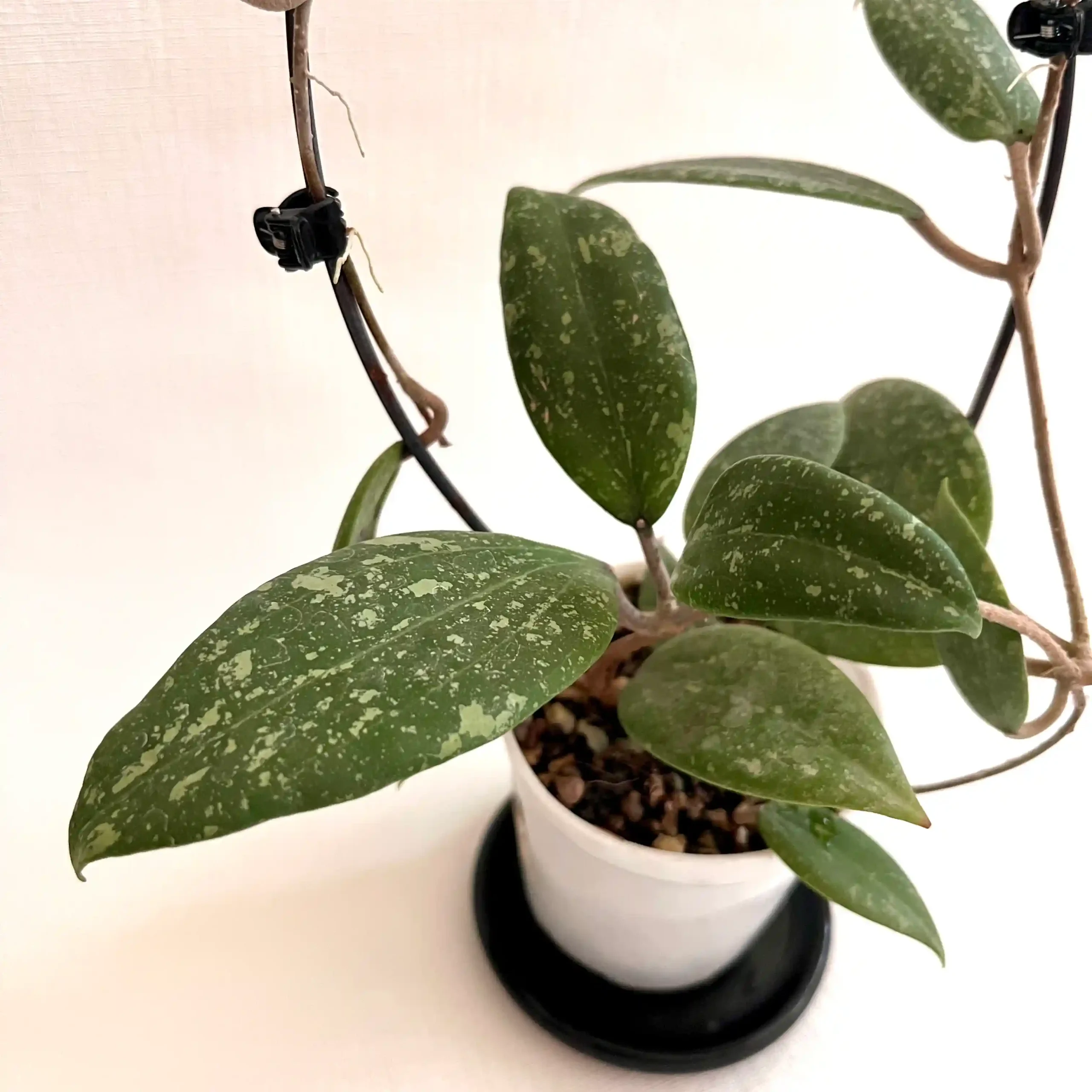 هویا ویبرجیا 1 هویا ویبرجیا