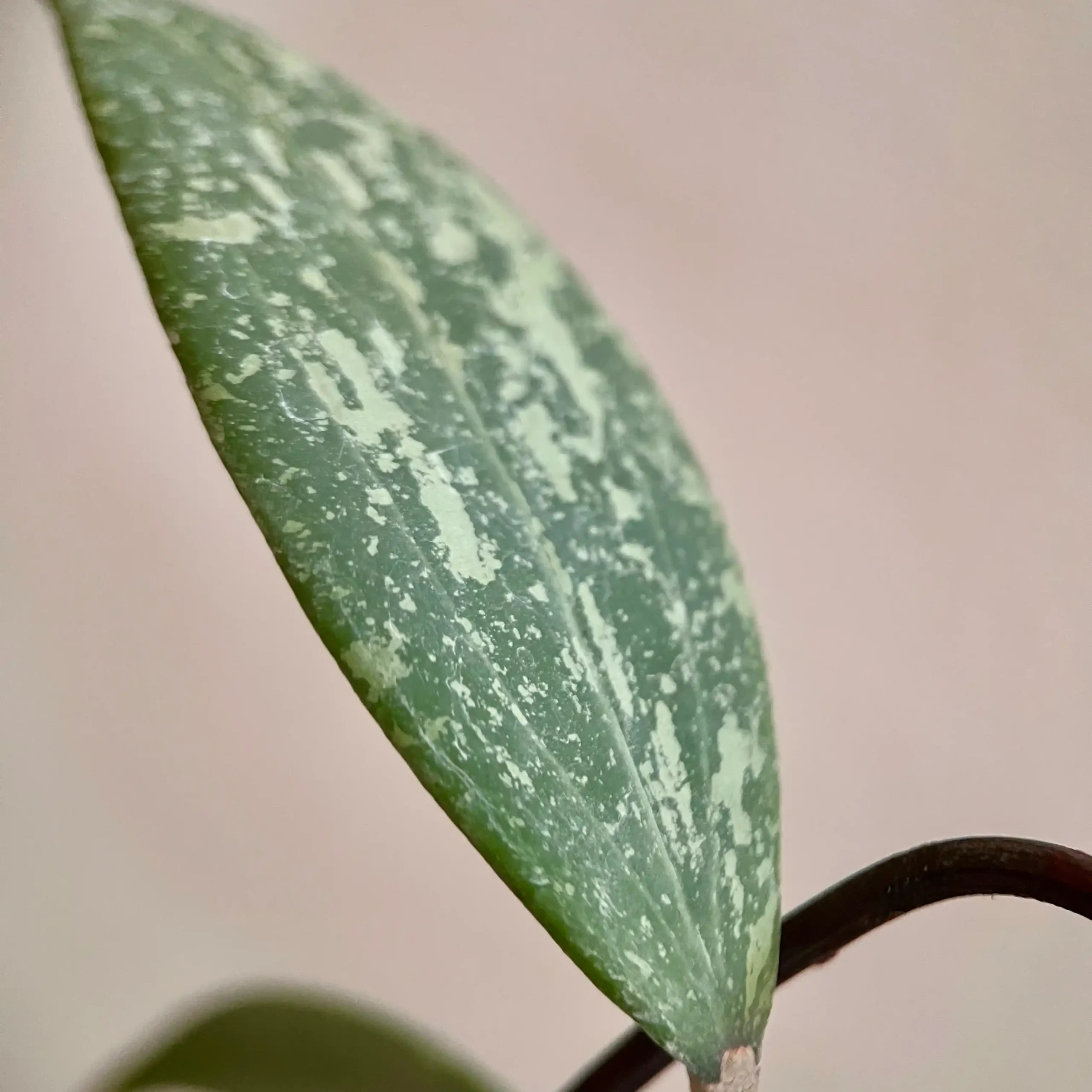 هویا ویبرجیا 3 هویا ویبرجیا