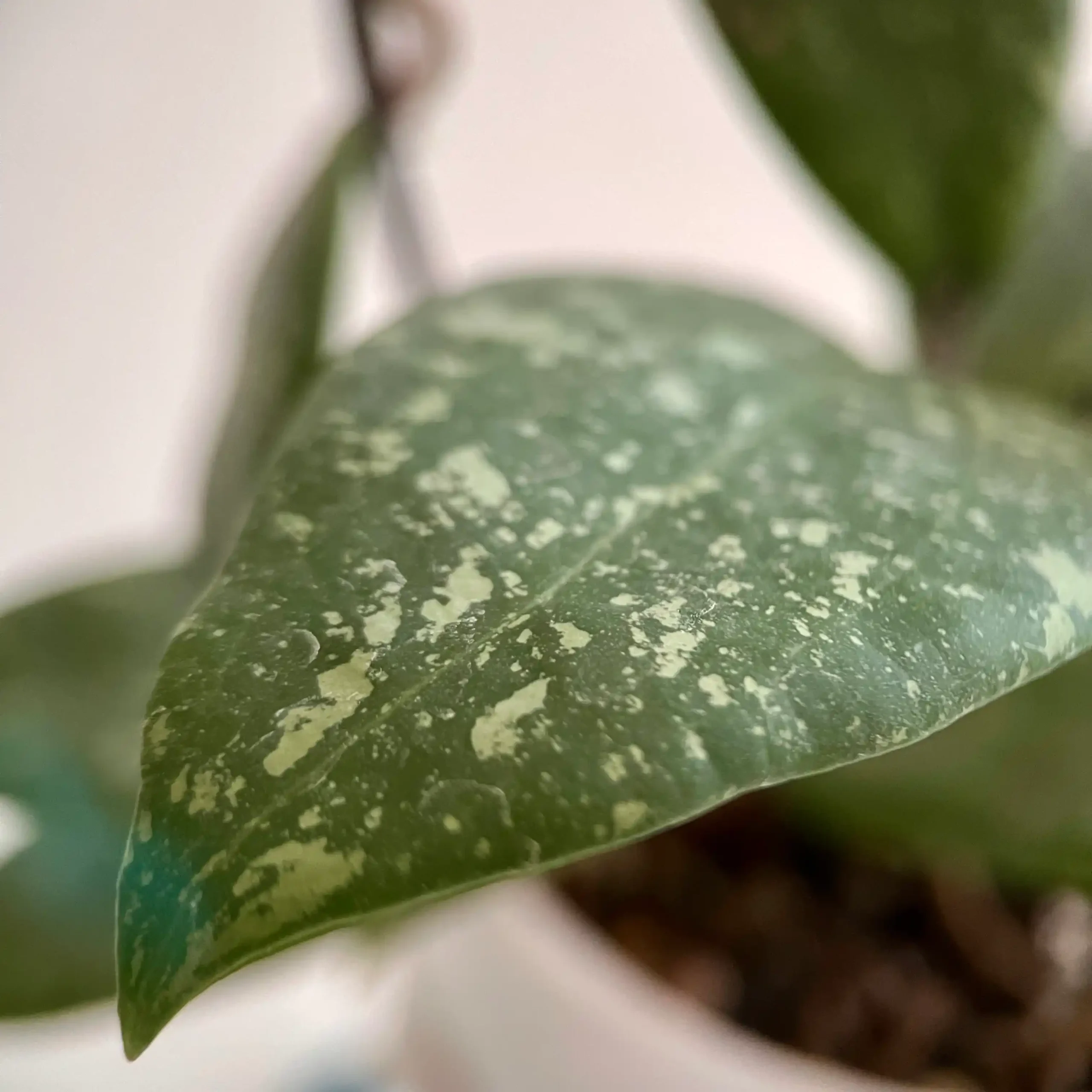 هویا ویبرجیا 2 هویا ویبرجیا