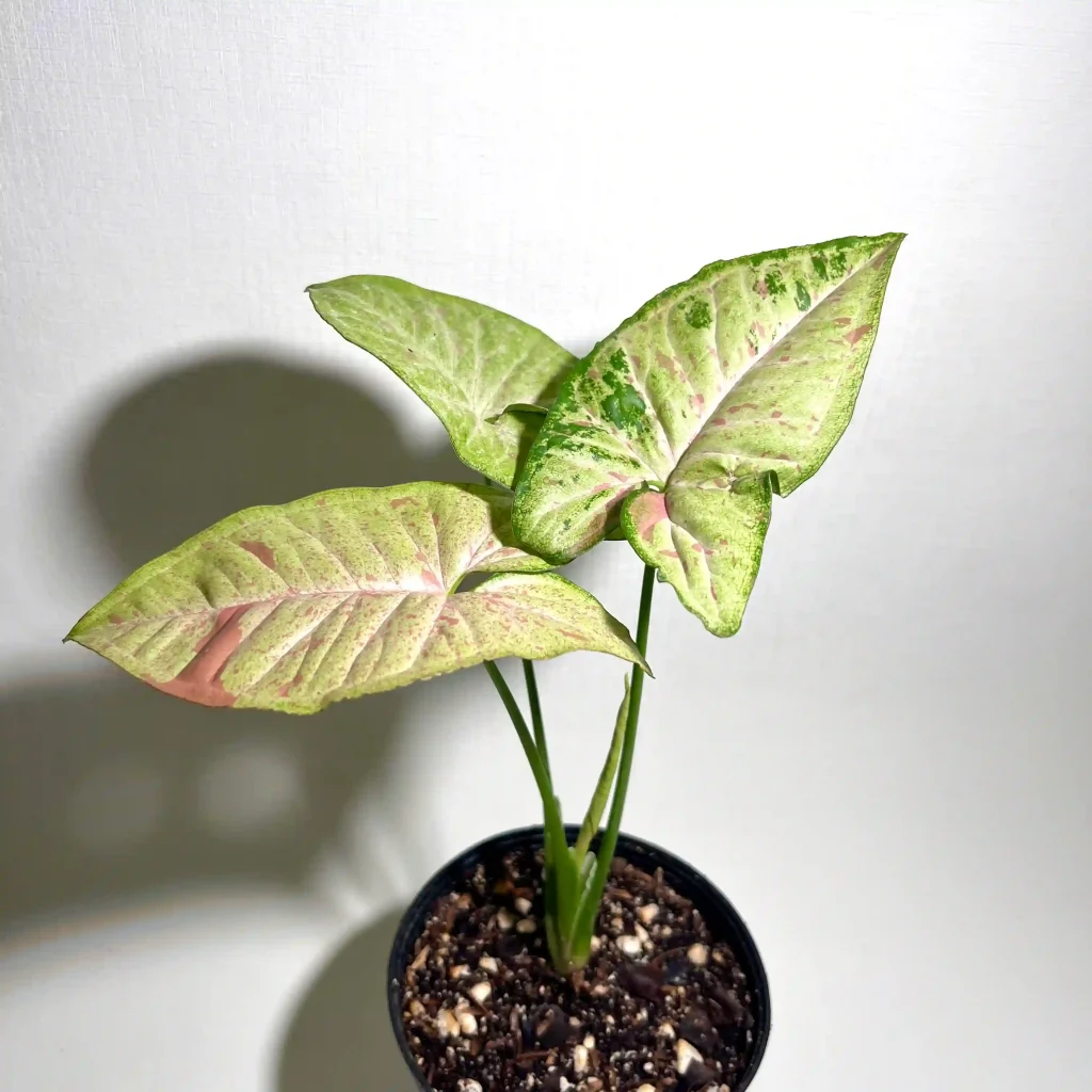 سینگونیوم کانفتی تری کالر