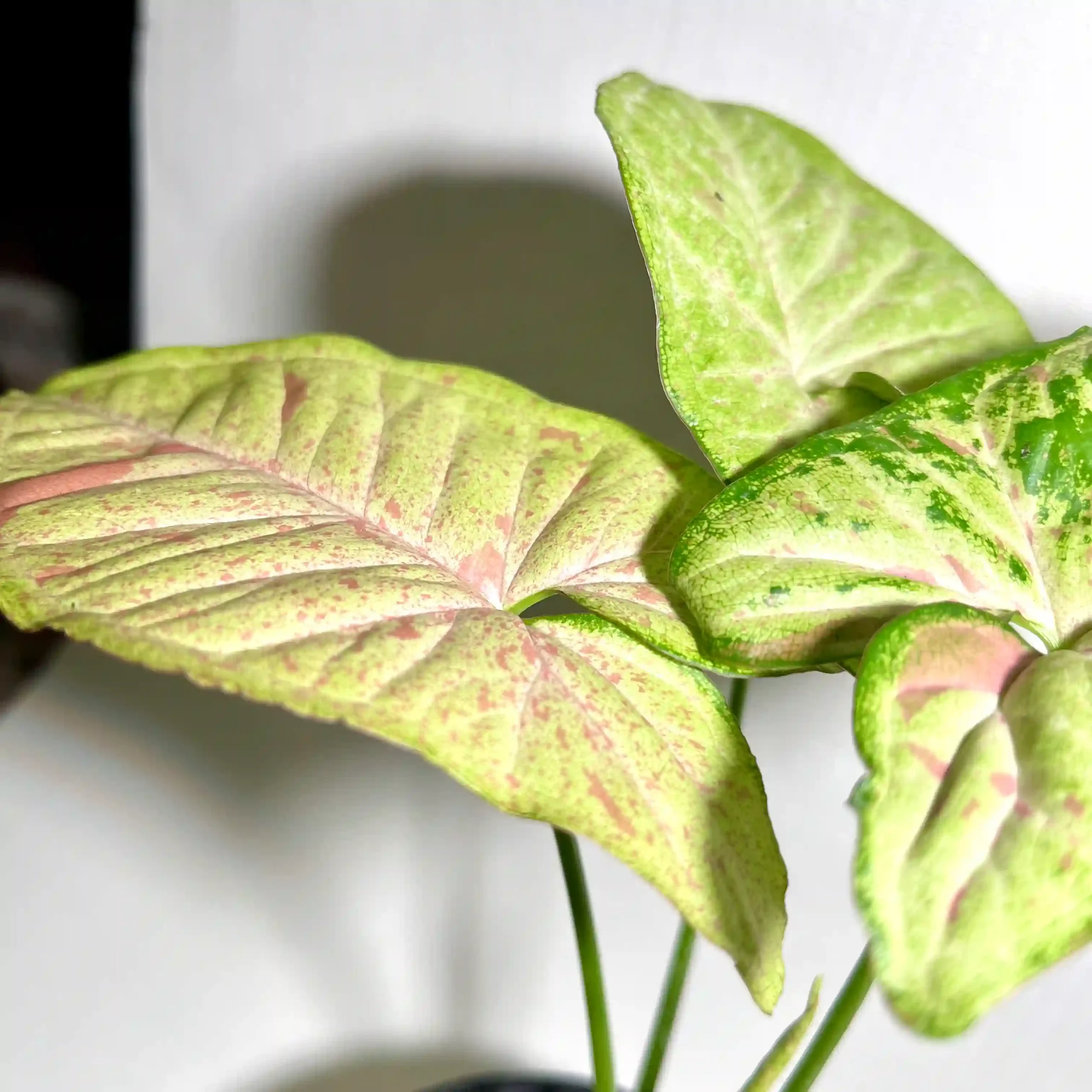 syngonium confetti tricolor