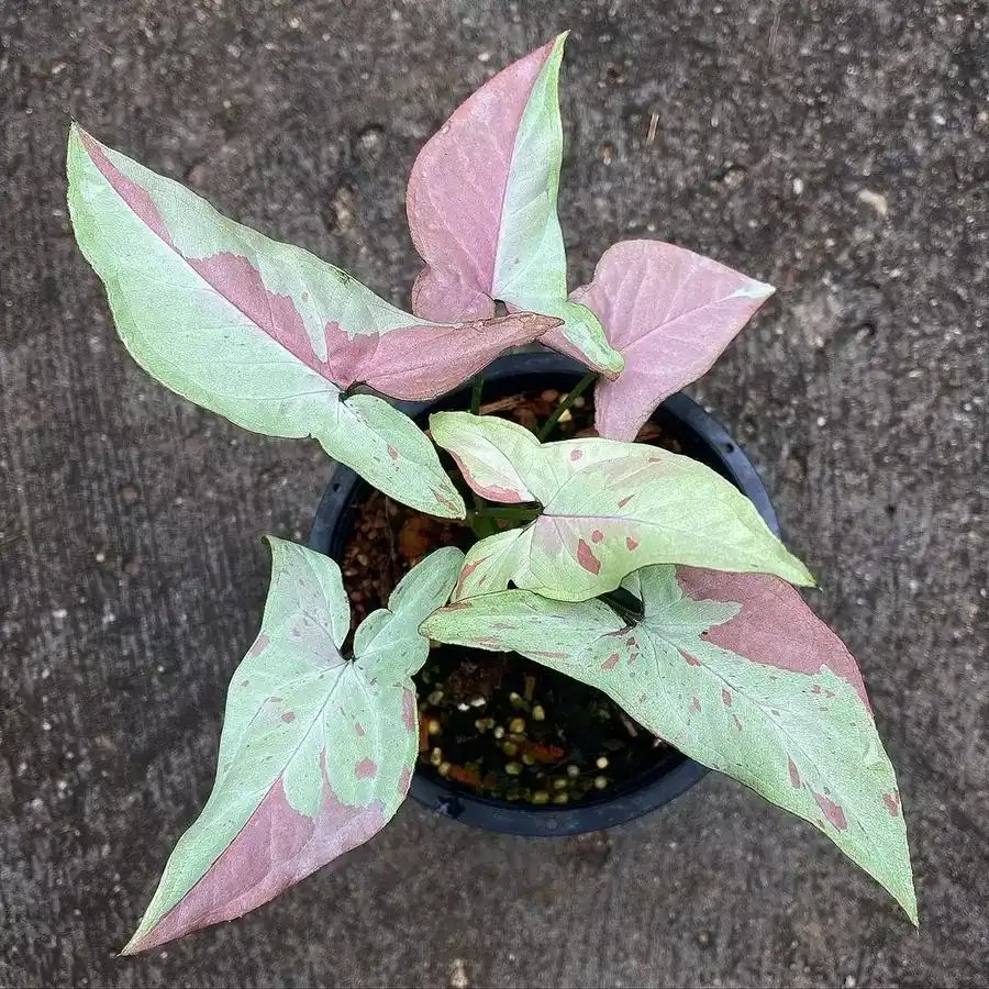 Syngonium-Pink-Salmon-1 سینگونیوم پینک سالمون