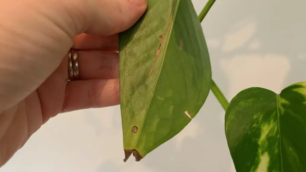 علت سوراخ شدن برگ گیاهان | درمان ساده خانگی 1 سوراخ شدن برگ گیاه