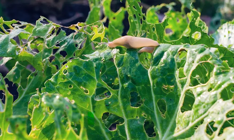 slug-damage-to-cabbage علت سوراخ شدن برگ گیاهان