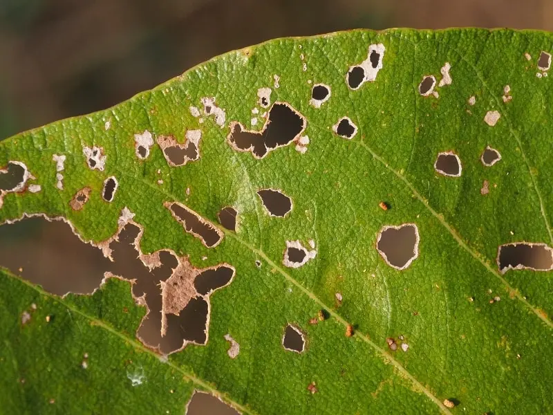 why-do-plant-leaves-have-holes-in-them علت سوراخ شدن برگ گیاهان