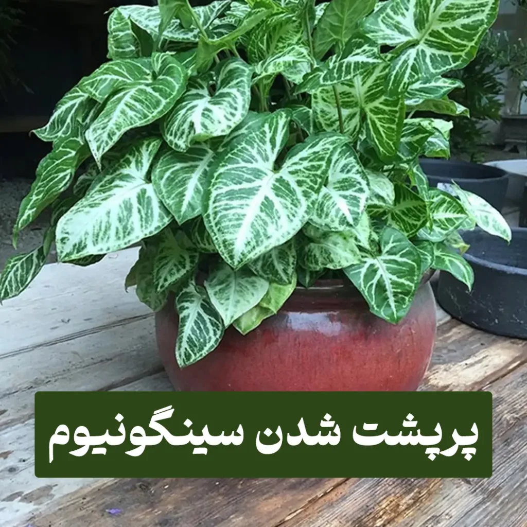 پرپشت شدن سینگونیوم