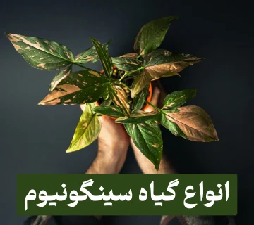انواع سینگونیوم