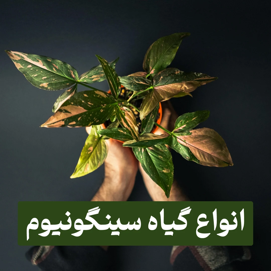 انواع سینگونیوم