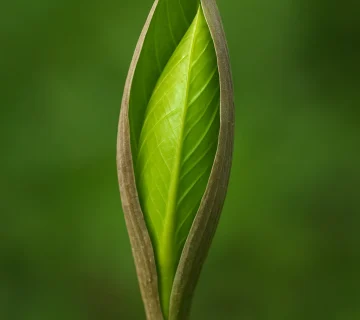 باز نشدن برگ گیاهان