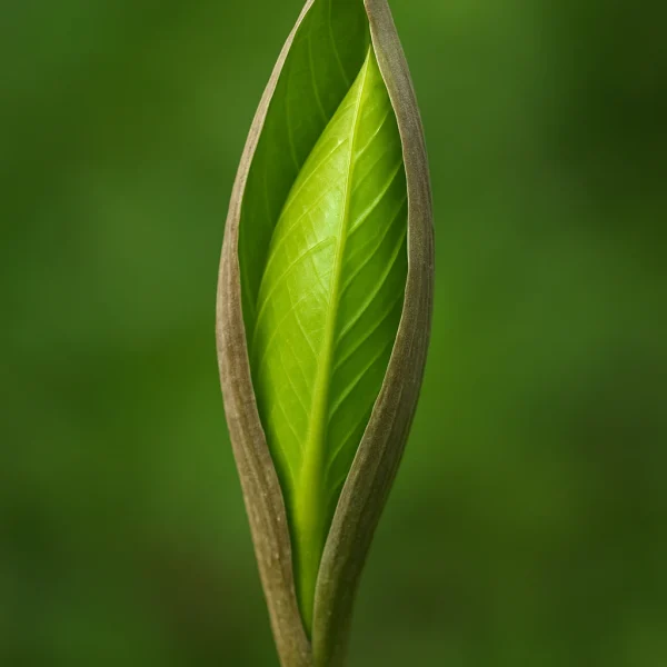 باز نشدن برگ گیاهان