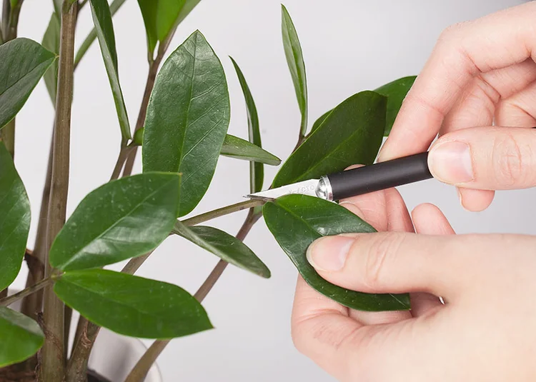 نگهداری زاموفیلیا