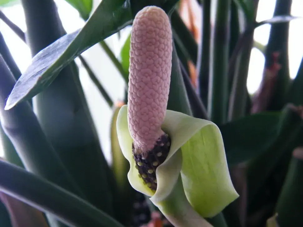 گل زاموفیلیا