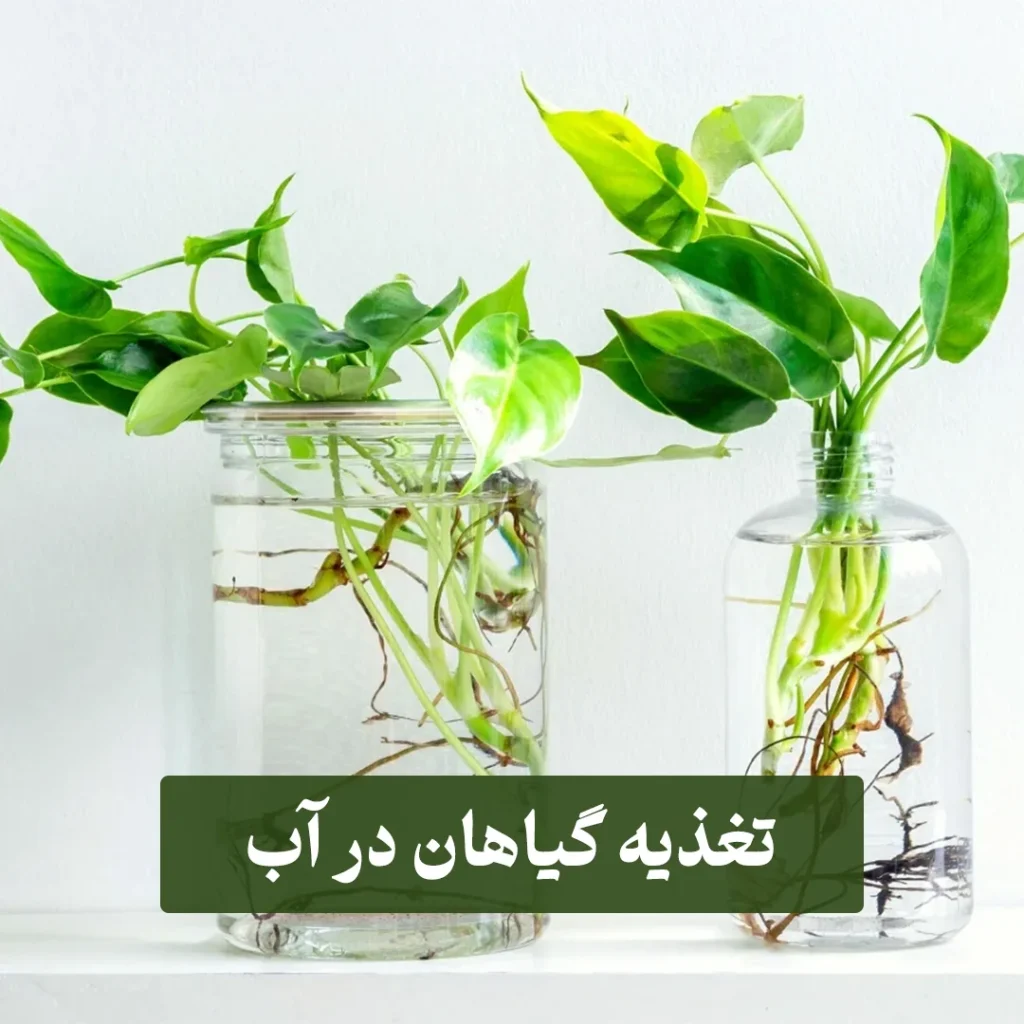 سکمه تغذیه گیاهان در آب