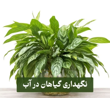 نگهداری گیاهان در آب