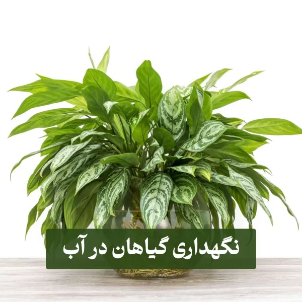 نگهداری گیاهان در آب