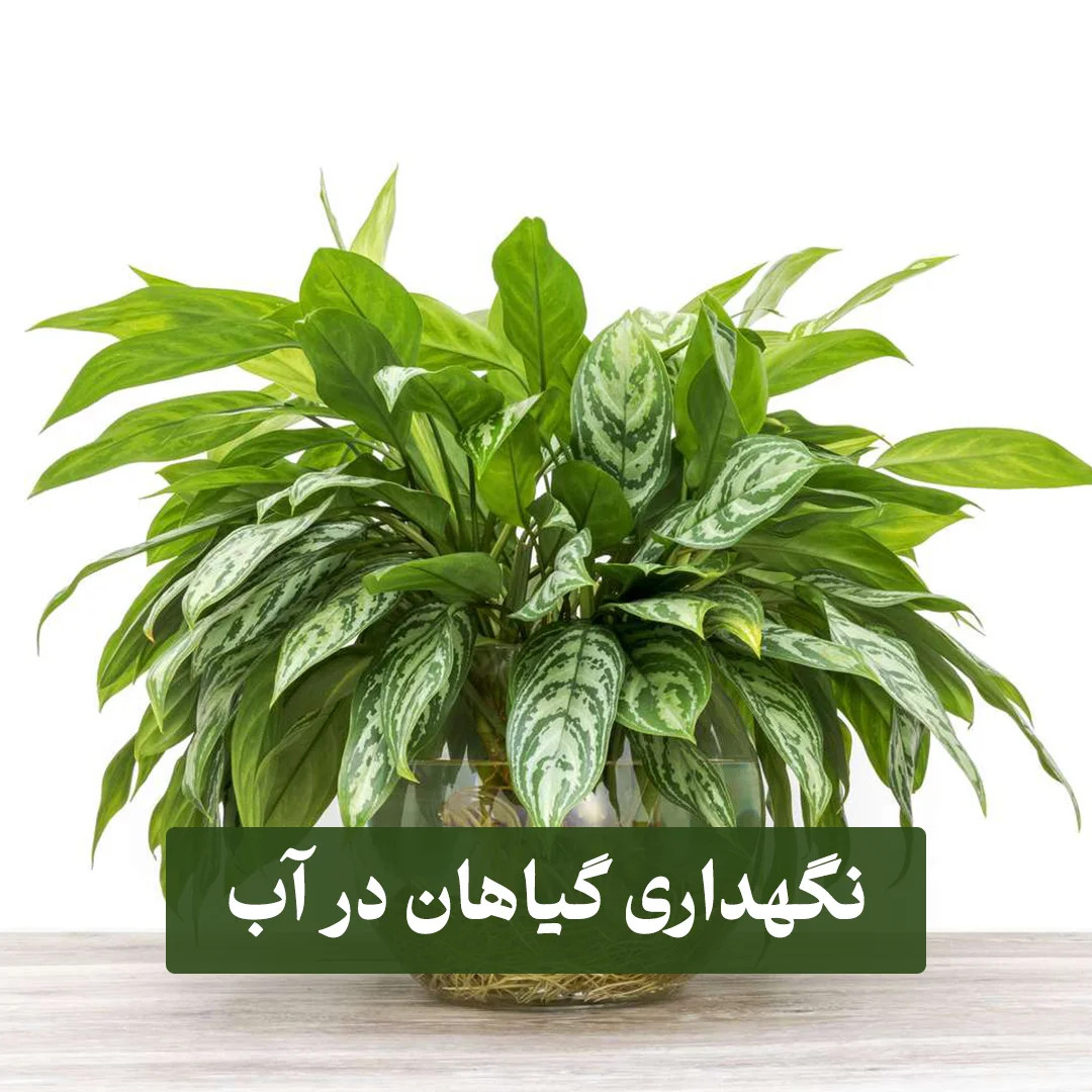 نگهداری گیاهان در آب