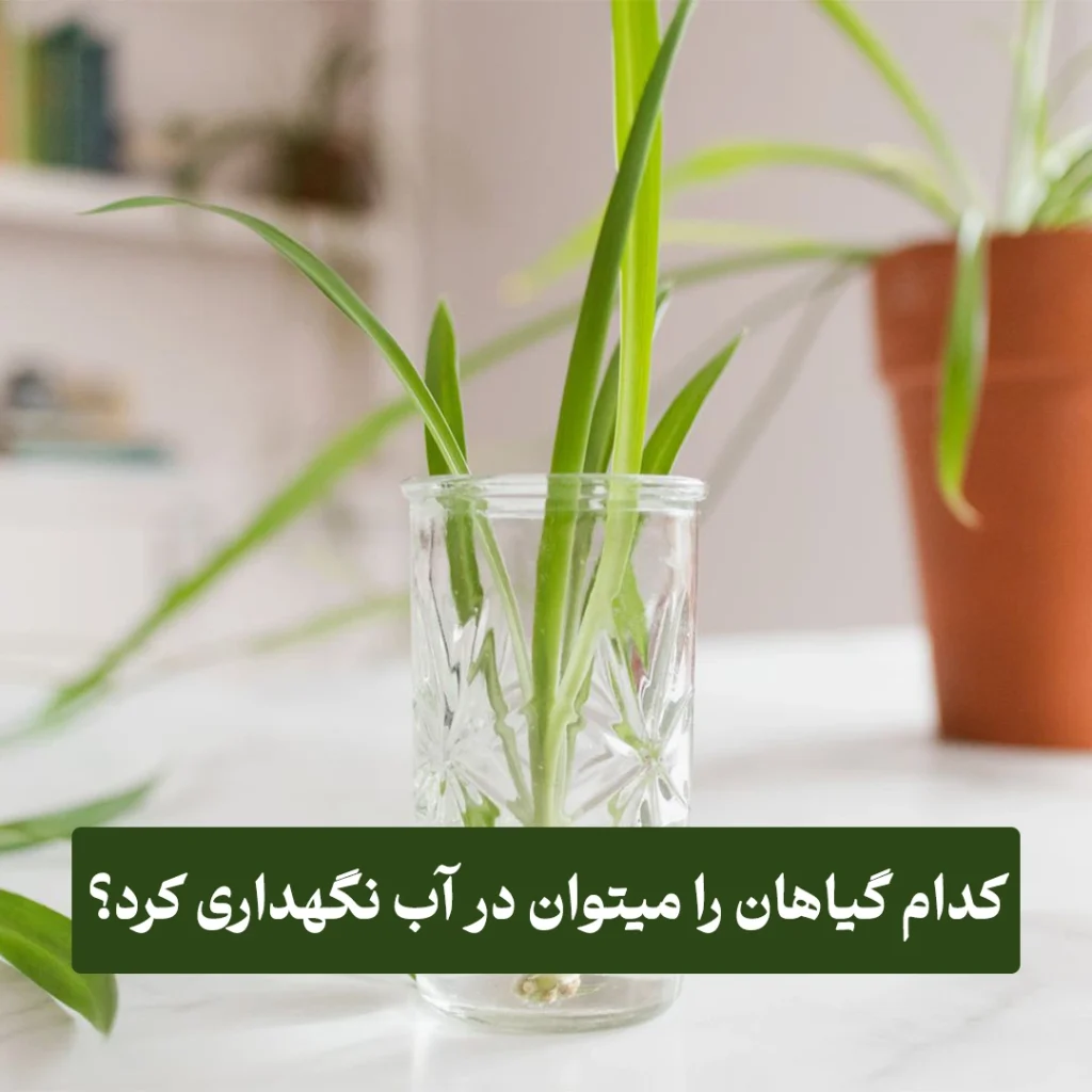 ضشصسضض۱ نگهداری گیاهان در آب