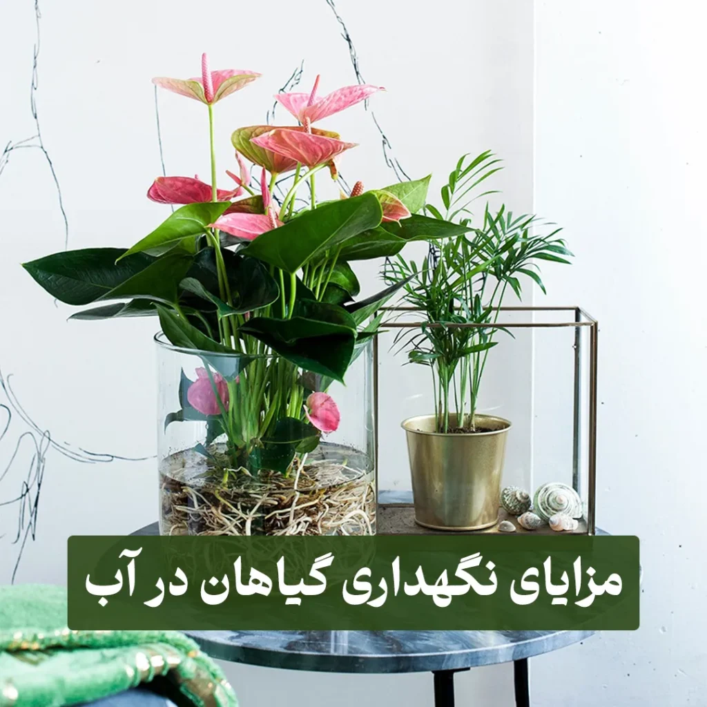 مپتا مزایای نگهداری گیاهان در آب