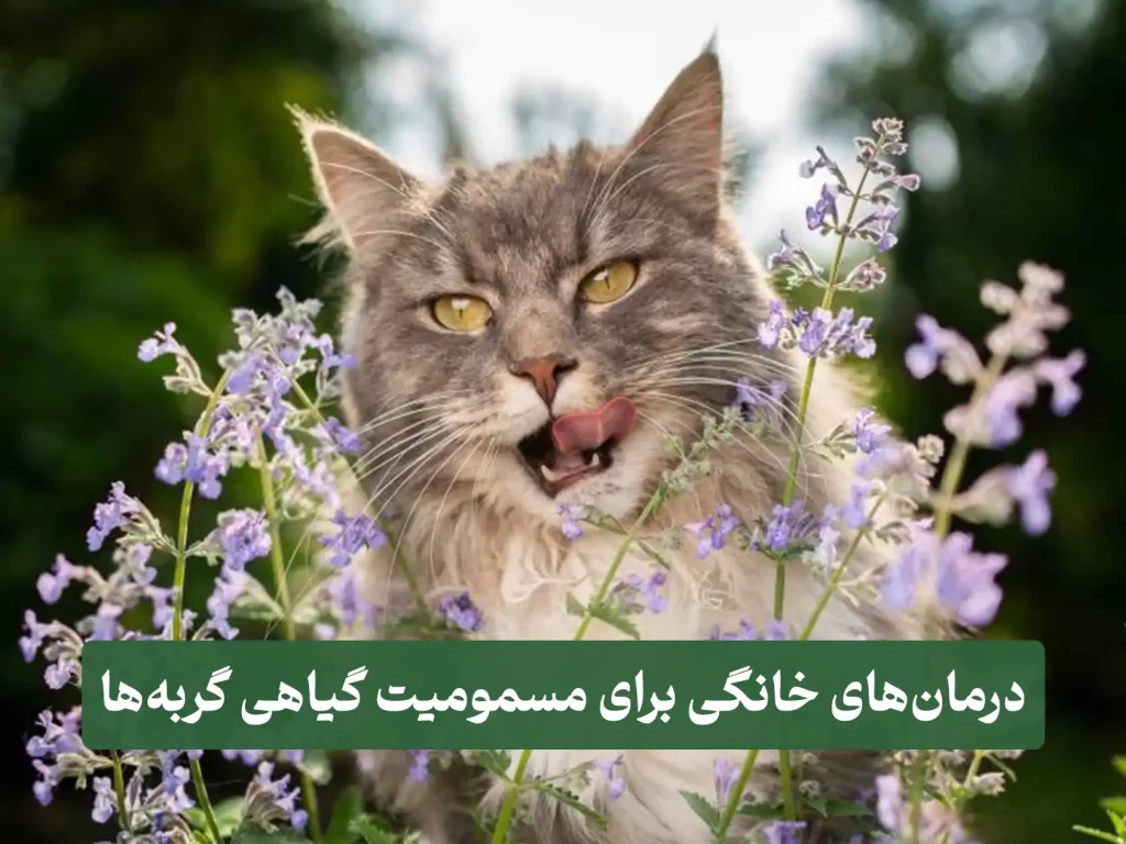 2021_03-catSafePlants-AdobeStock_314908743 درمان خانگی مسمومیت گربه