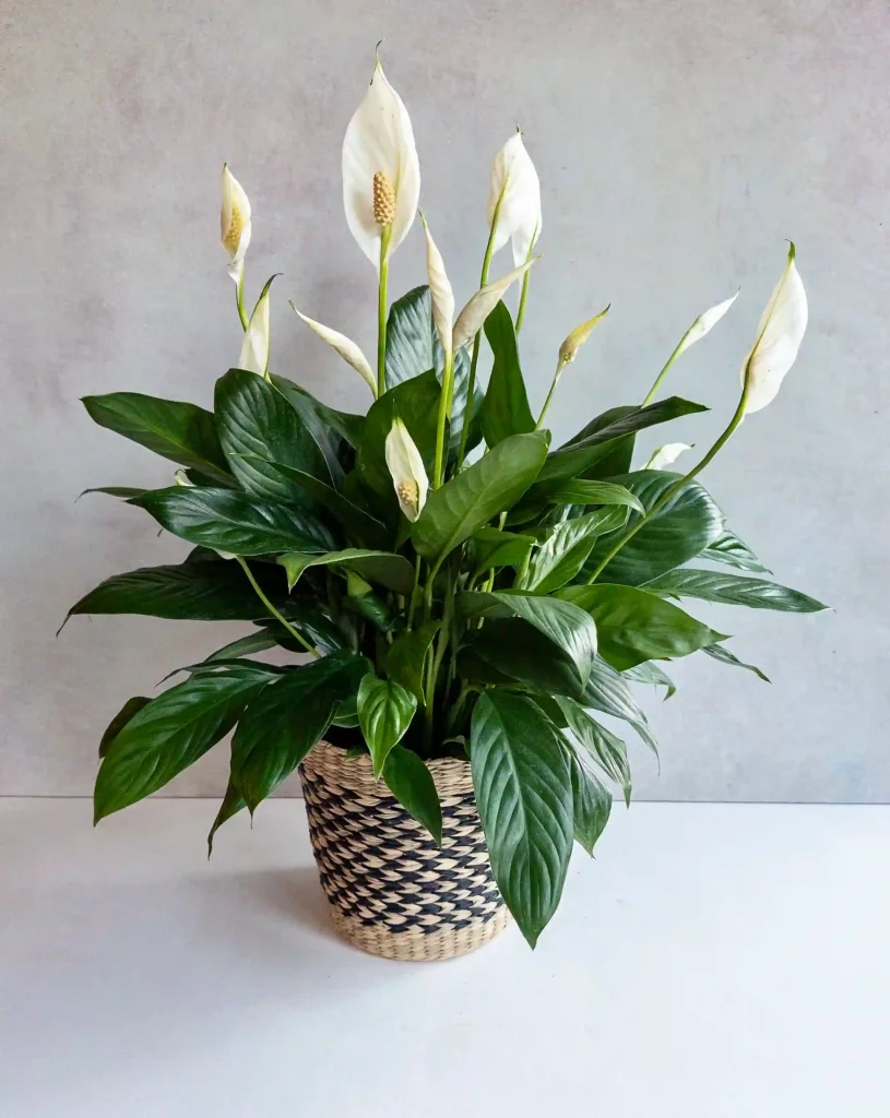 2025329203947_file_ma39qkc72nw2pkv گیاه اسپاتی فیلوم