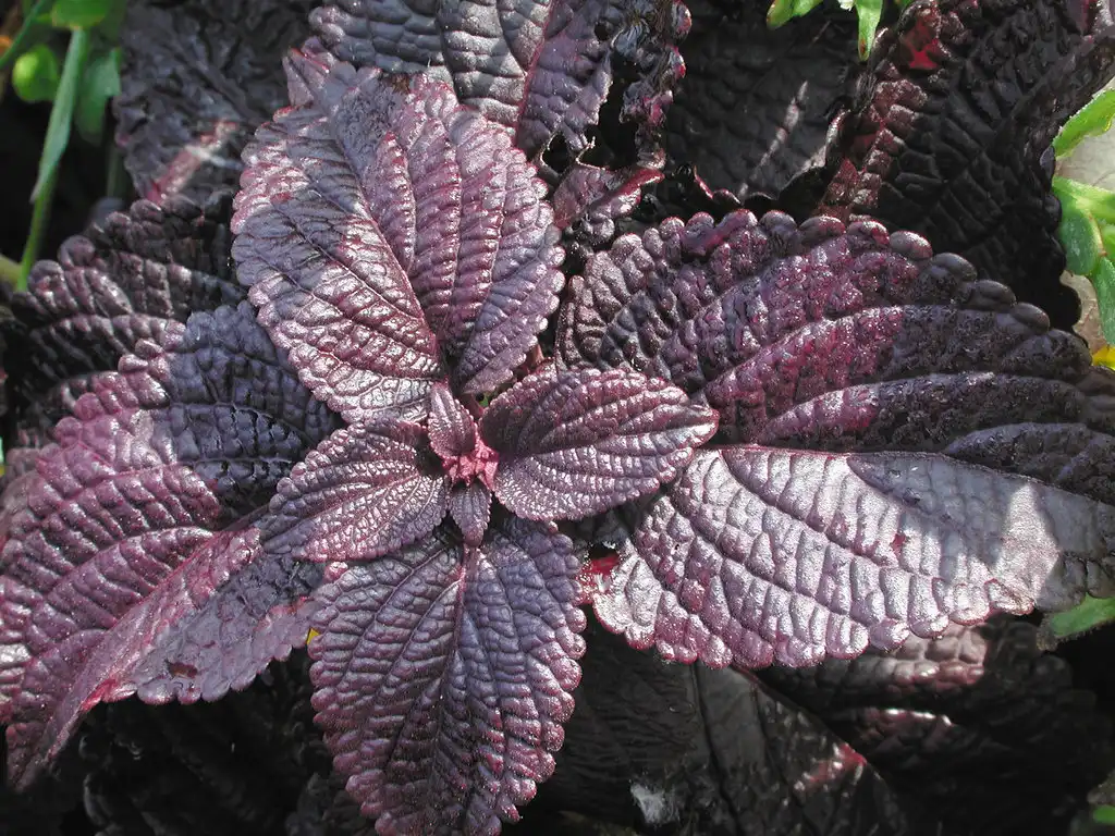 2402_coleusdarkstar2 حسن یوسف