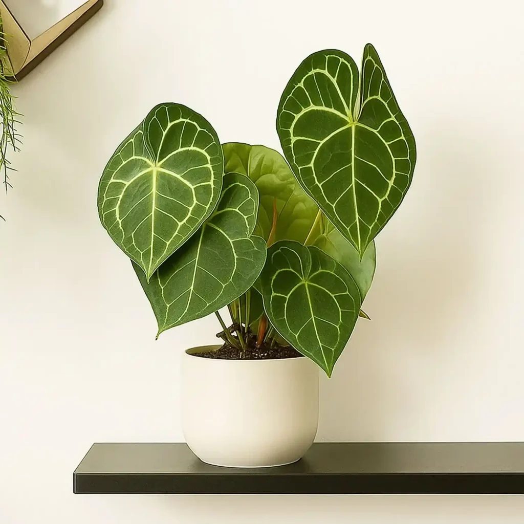 30_-_40cm_Anthurium_Clarinervium_Laceleaf_12cm_Pot_House_Plant آنتوریوم لوکس