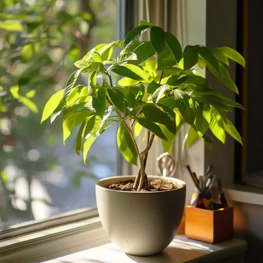 گیاه پاچیرا