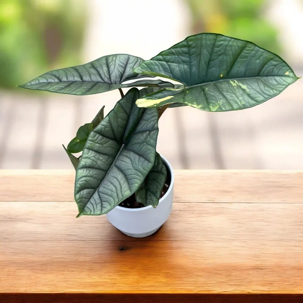 آلوکازیا پلاتینیوم