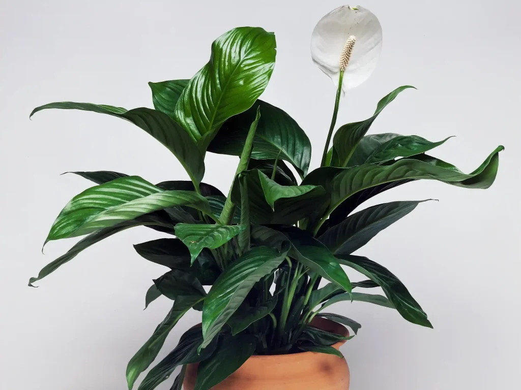 492766473 اسپاتی فیلوم